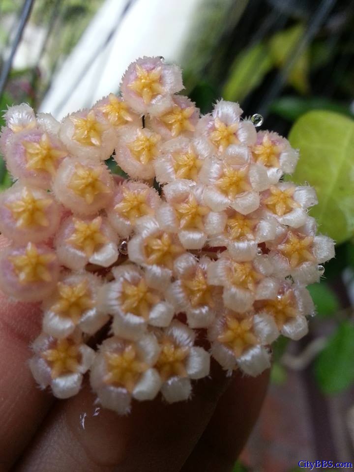 清迈旅游风情_Chiang Mai Travel 清迈旅游风情_Chiang Mai Travel